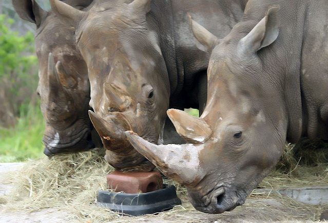 أهم المعلومات والأسئلة عن وحيد القرن