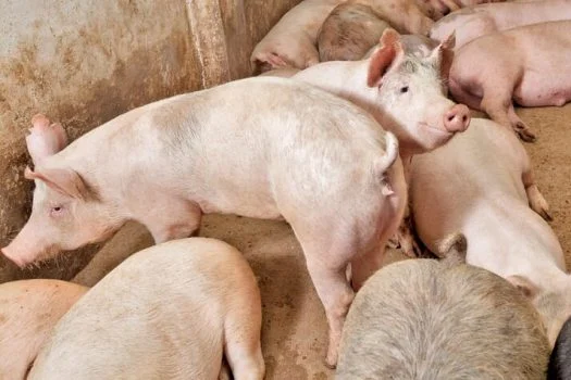 porcos e javalis saudáveis ​​são infectados principalmente através do contato com animais doentes, como porcos soltos e javalis. Nos últimos anos, uma onda de javalis afligiu áreas urbanas, incluindo alguns b