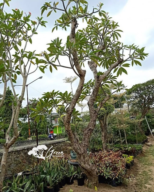 Jual Pohon Kamboja Fosil di Cirebon | Harga Pohon Kamboja Fosil Langsung Dari Petani