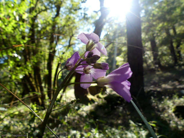 02: purple flowers in the forest with the sun behind them