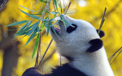 Giant Panda Bear