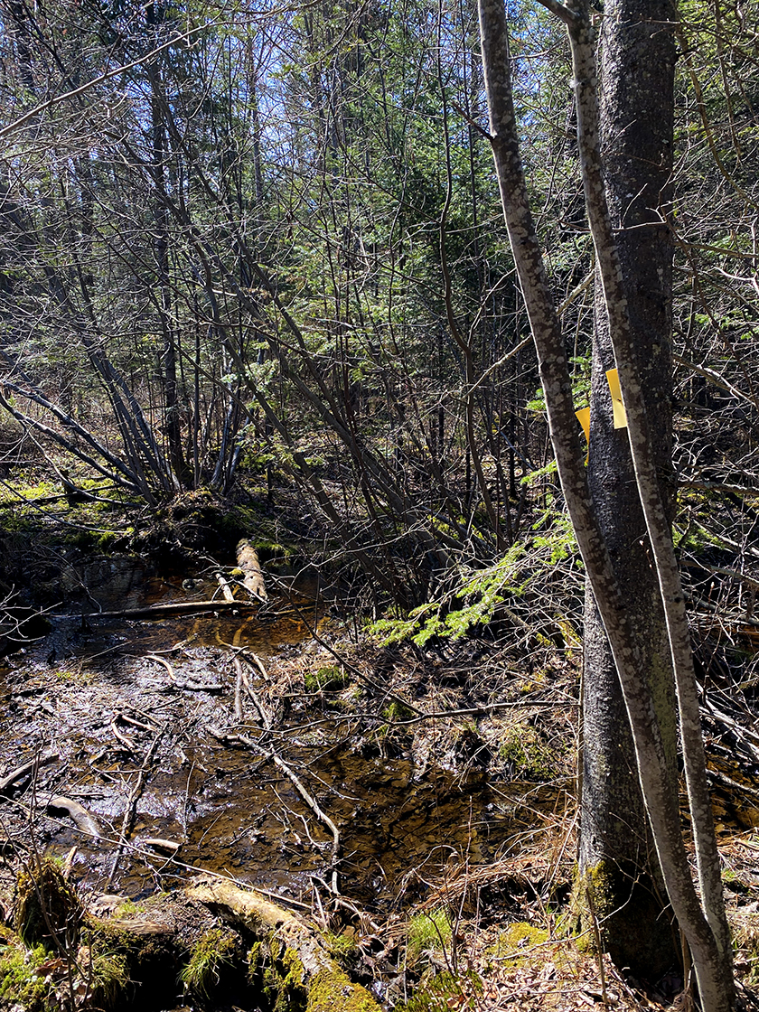 mud trap on a trail