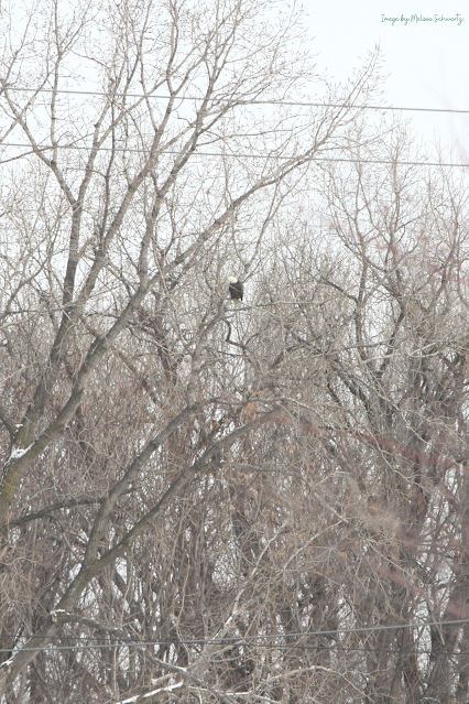Bald Eagle perched in a tree on Sylvan Island in Moline, Illinois.