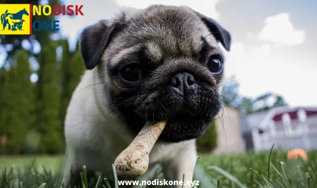 Should You Be Worried If Your Dog Eats a Chicken Bone or it is okay?