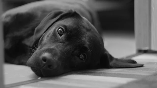 Wer sind meine Eltern? - Bilderrätsel Tiere