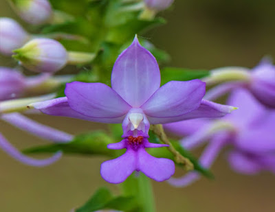 Calanthe sylvatica - Forest-Dwelling Calanthe care