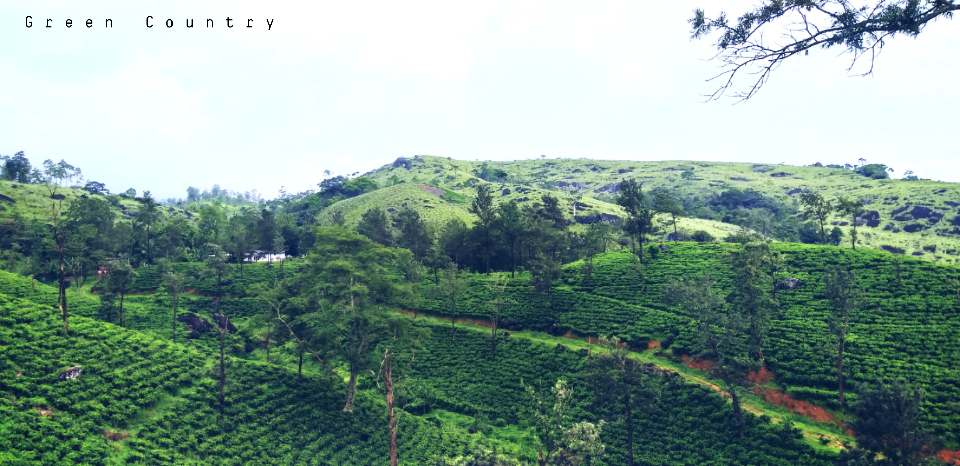 Patna mountain tea state viharahena deniyaya Behind Sinharaja GreenCountrylk.com