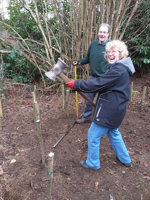woman joyfully hammers wooden stakes into ground to form structure for dead hedge