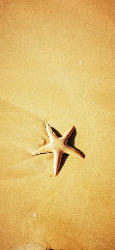 Sandy Solitude - A Beachside Star Wallpaper