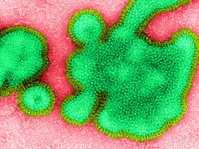 vírions da influenza H3N2 responsáveis ​​pela doença