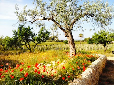 L’estate di primavera al Baglio Occhipinti