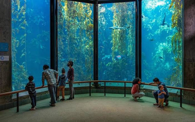 Monterey Bay Aquarium is one out of the biggest aquariums in the world.