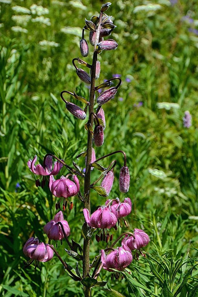               L'AMAP du Champsaur 