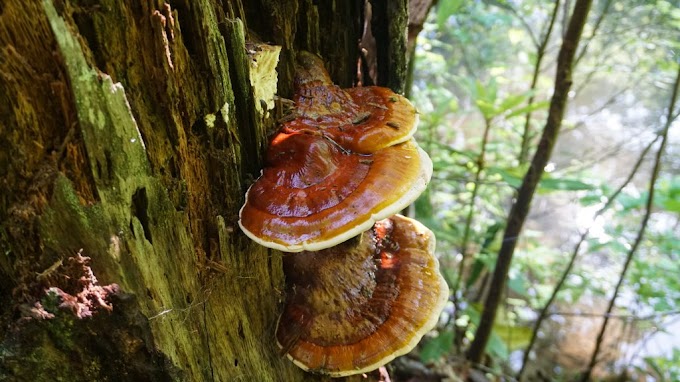 Ganoderma Mushrooms | Medicinal mushrooms | Biobritte mushrooms