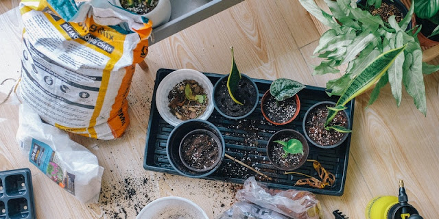 Green Thumb Gardening 101: 5 Things You Need