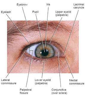 Human Eye - 1st Semester B. Pharma Notes Human Anatomy and Physiology