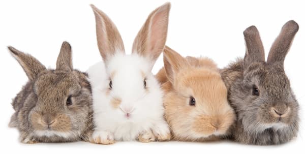 An overview of the Rabbit Fur Colors and patterns