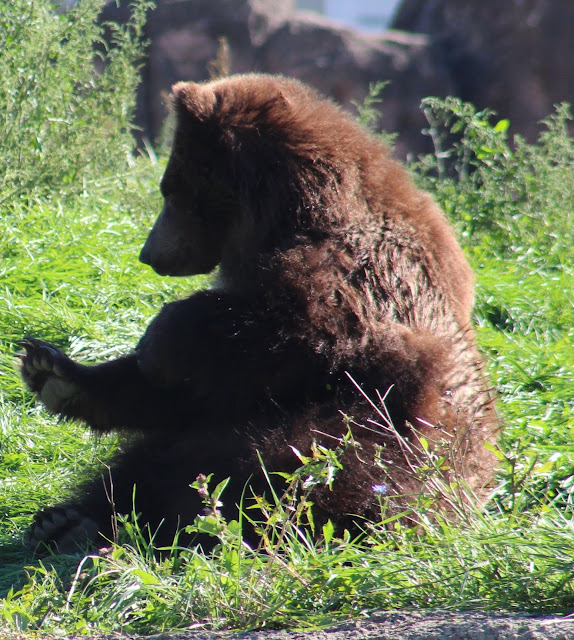 Jebbie the grizzly bear 'very happy' at wildlife sanctuary, Detroit Zoo  says 