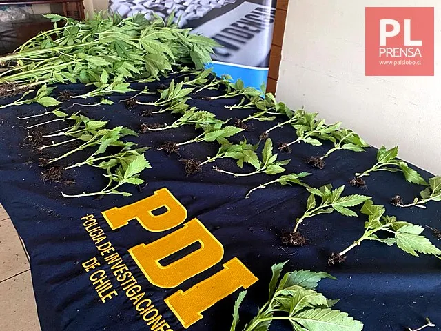 PDI incauta más de 100 plantas de cannabis desde vivienda en Rilán