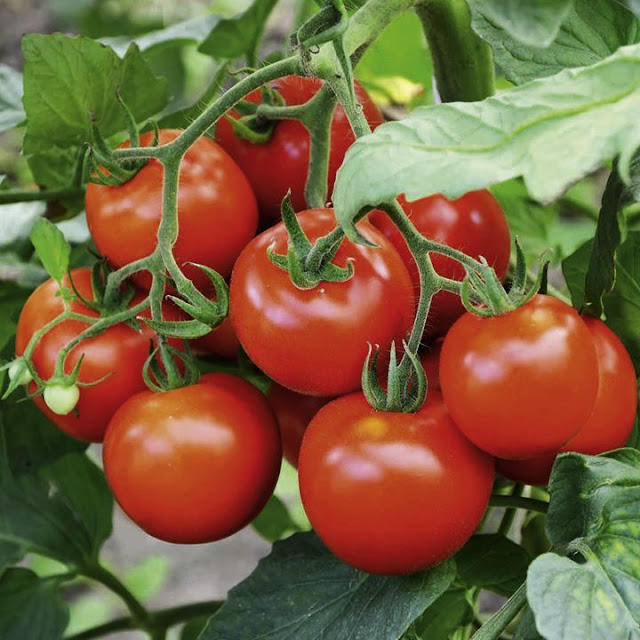 Tomato Seeds Market