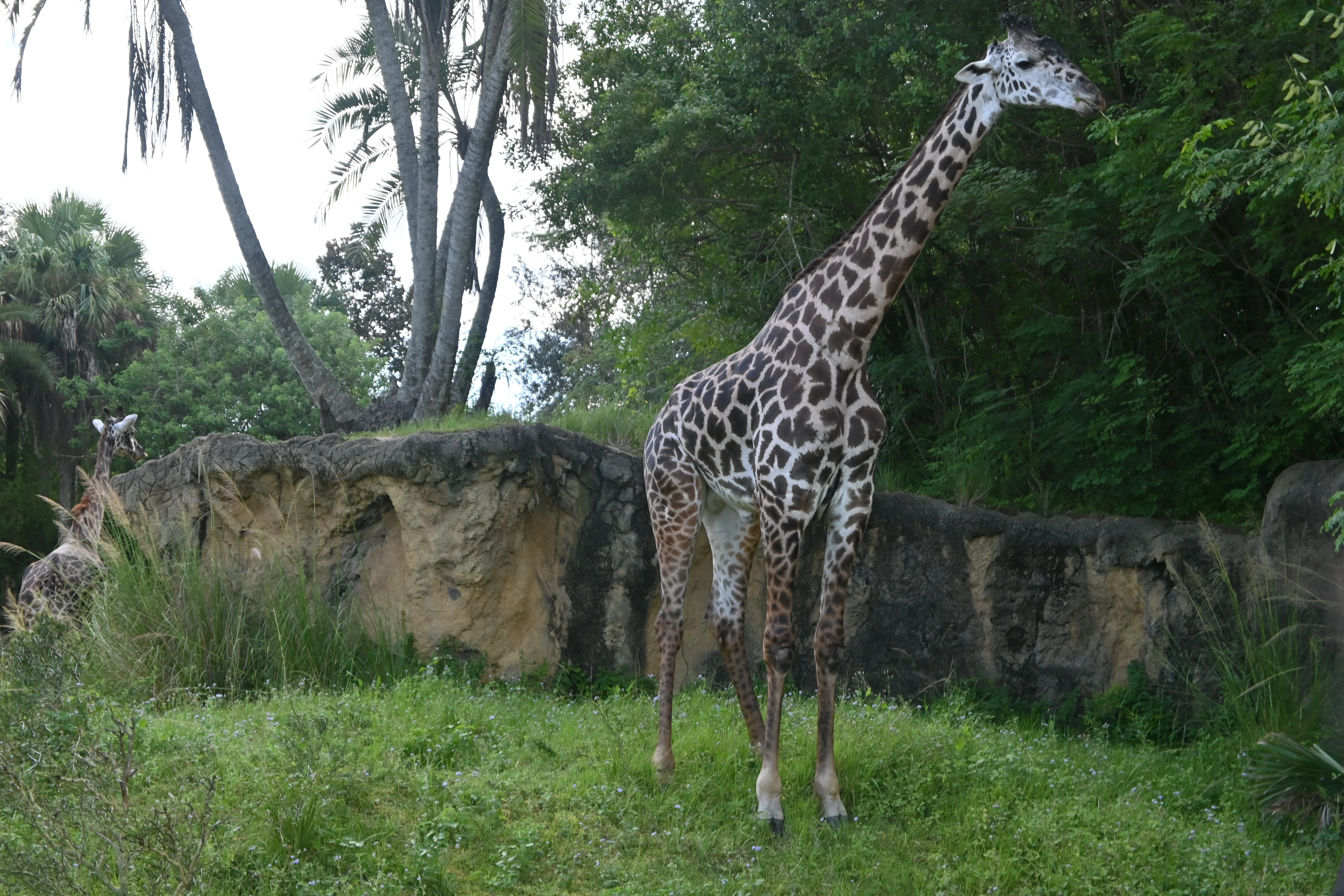 Walt Disney World Animal Kingdom