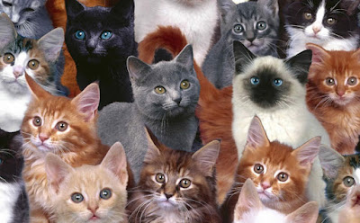 15 hechos básicos sobre gatos que mucha gente no sabe