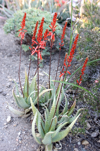 Aloe tororoana in bloom
