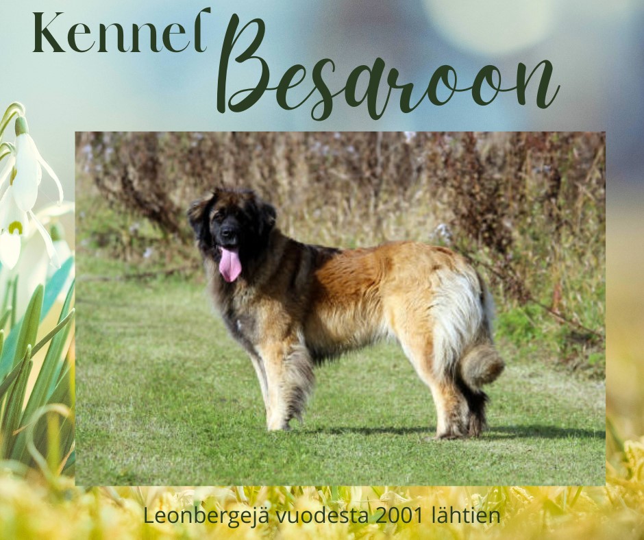 Kennel Besaroon