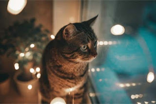 Por qué los gatos miran por la ventana por la noche