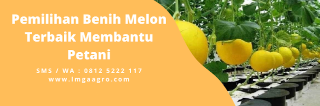 Melon kuning, melon emas, melon golden alisha, bibit melon golden, bibit melon