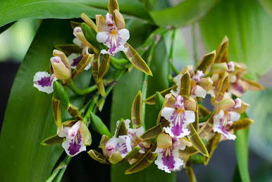 Aspasia epidendroides - Epidendrum-Like Aspasia care