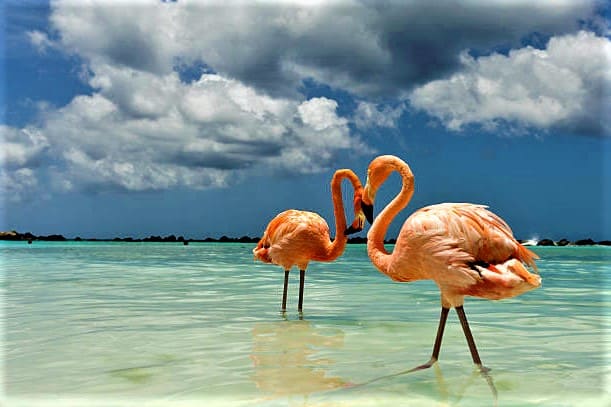 Where Do Flamingo