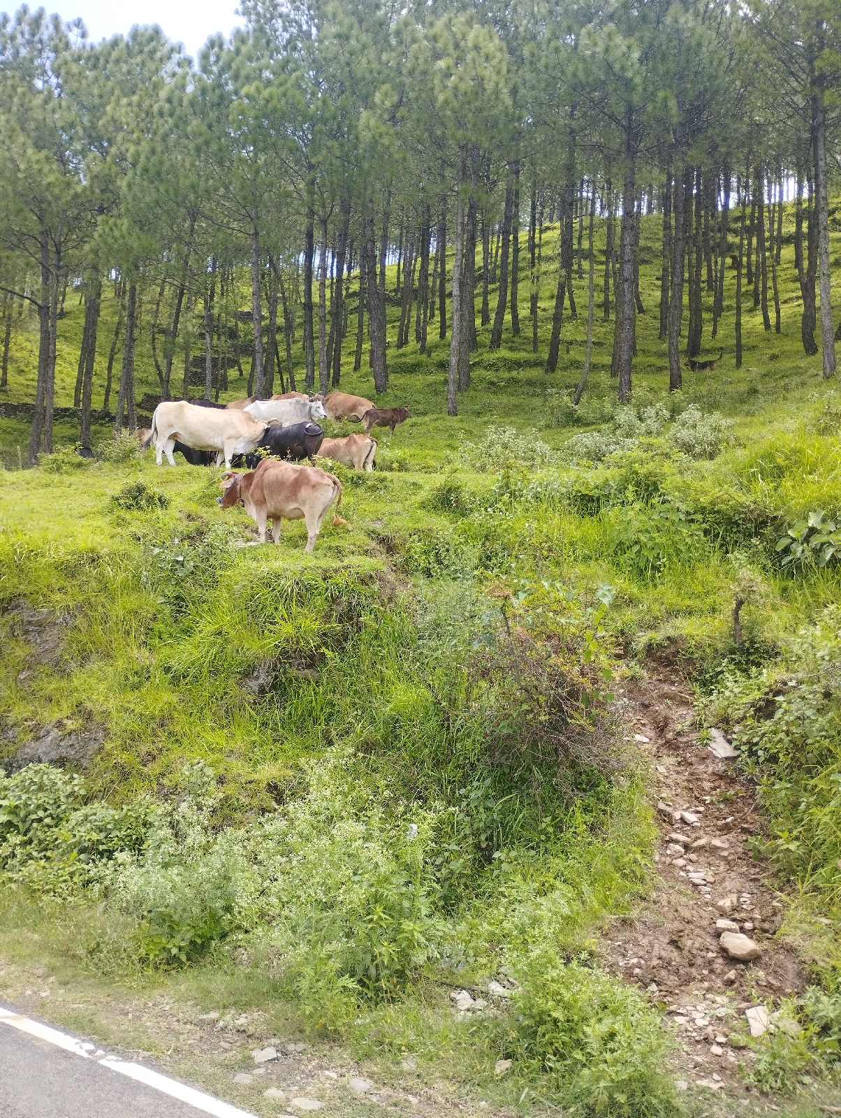 चित्र