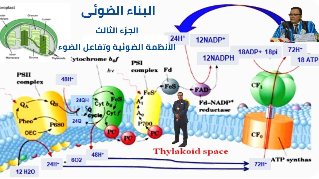 ميكانيكية البناء الضوئى "تفاعل الضوء"