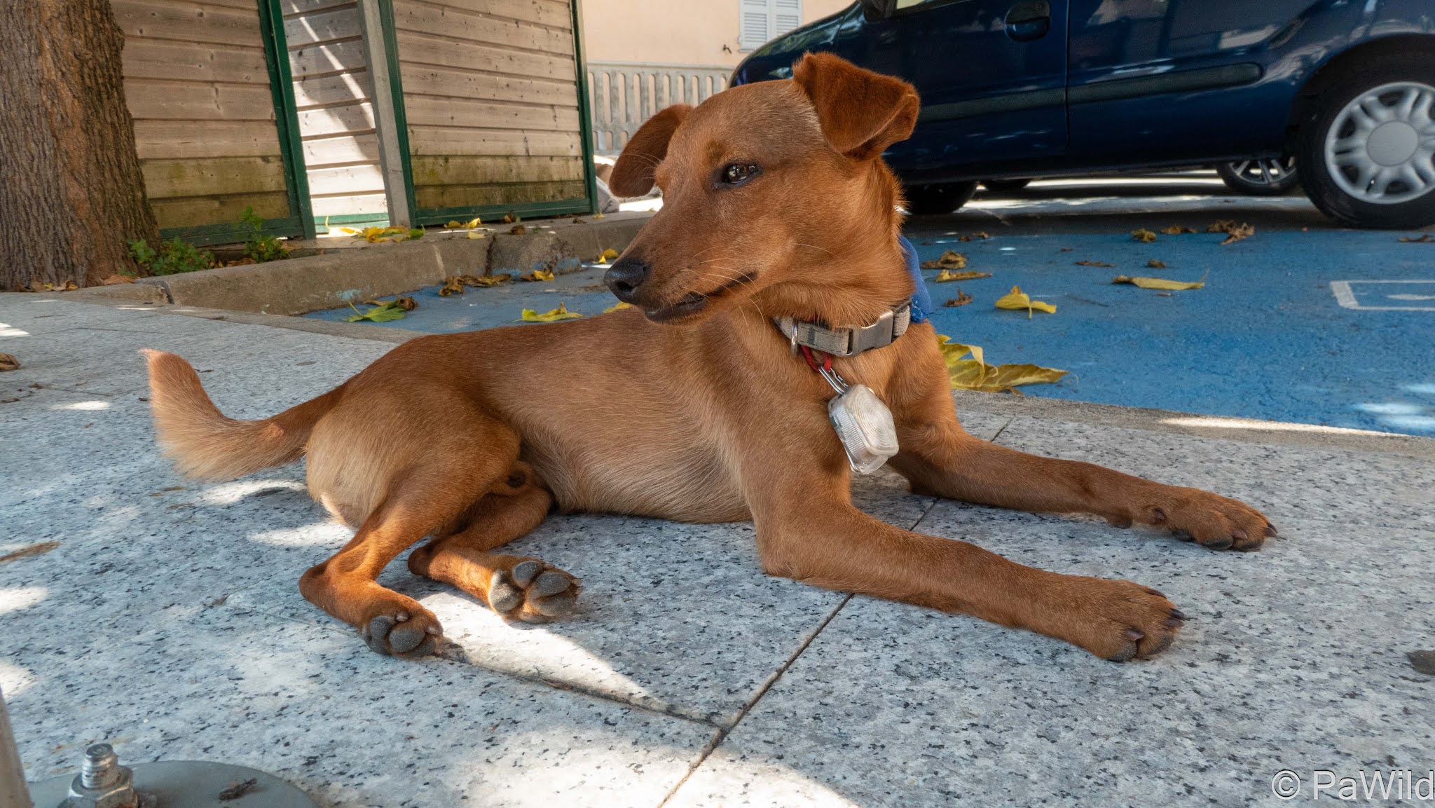 stop corse, pinscher nain, chiens