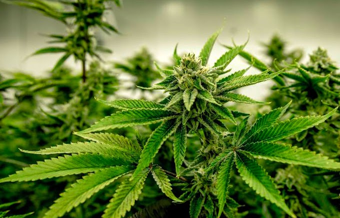 Dos ácidos presentes en la planta de cannabis pueden evitar la Covid-19, revela estudio