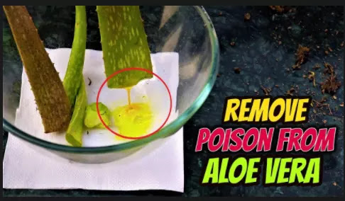 Remove poison from aloe vera || How to Use Fresh Aloevera-01