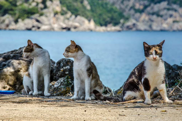 Three cats in front of sea