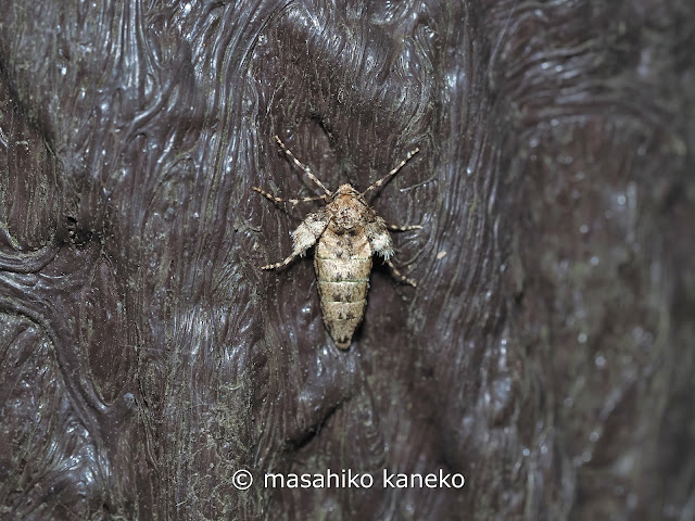 ナミスジフユナミシャク♀