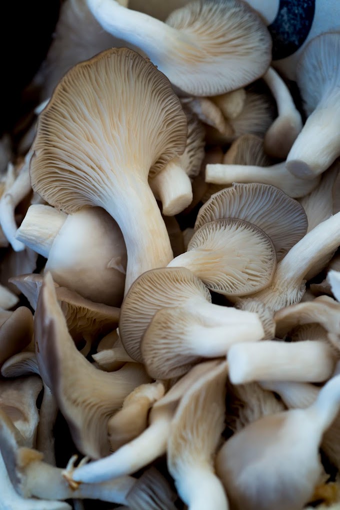 Top Mushroom Company in Nepal | Mushroom business | Biobritte mushroom company