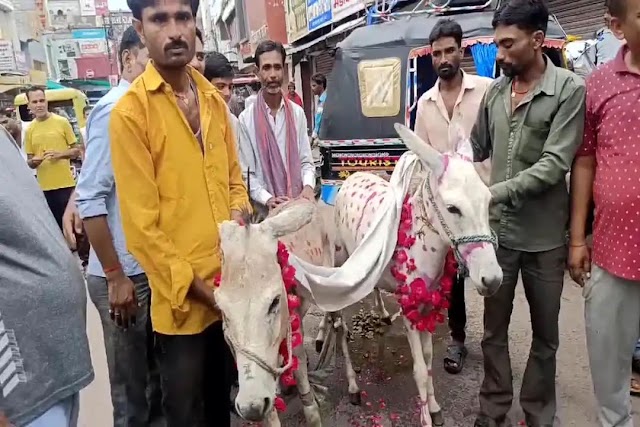 MP के इस जिले में अनोखी शादी: गधे गधी को पहनाई वरमाला,जमकर लगाए ठुमके,जानिए क्या था मामला