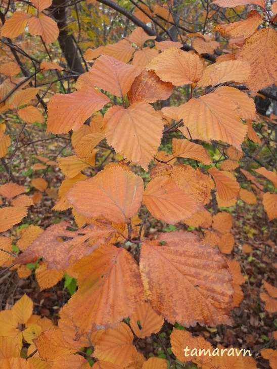 Мелкоплодник ольхолистный / Рябина ольхолистная (Micromeles alnifolia, =Sorbus alnifolia)