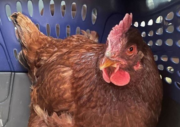 واشنگٹن: امریکی محکمہ دفاع پینٹاگون میں اچانک ایک مرغی کی آمد نے ہلچل مچا دی۔ مرغی کوپکڑ کے جانوروں کے تحفظ کے محکمے کے حوالے کردیا گیا۔