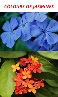 Jasmine Flower Information-Jasmine Family-Kinds of Jasmine Flower
