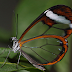 New images clarify how glasswing butterflies make their wings transparent