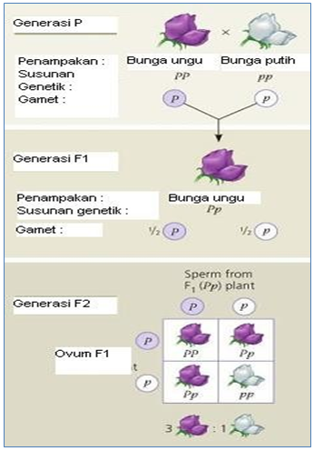 Gambar  . Persilangan Monohibrid