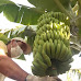 La ceniza ya afecta al 100% de las producciones de plátanos de La Palma