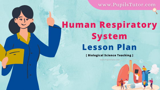 Human Respiratory System Lesson Plan For B.Ed, DE.L.ED, BTC, M.Ed 1st 2nd Year And Class 7 And 11th Biological Science  Teacher Free Download PDF On Discussion Skill In English Medium. - www.pupilstutor.com