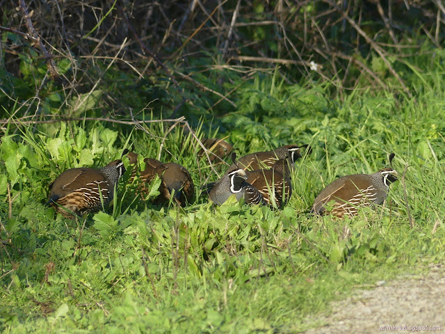 10: birds with baubles bobbing on their heads