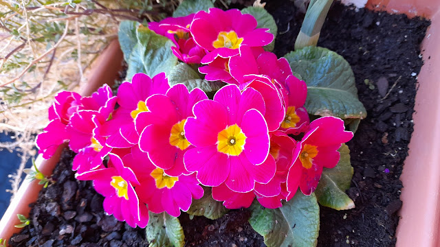 Cuaderno de campo de una Jardinera día nº 4: "Resultados limpieza y abonado de la prímula".